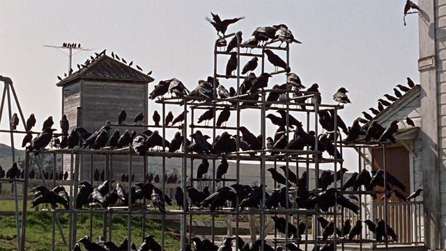 Casa rodeada por pájaros